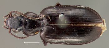 Media type: image;   Entomology 33011 Aspect: habitus dorsal view